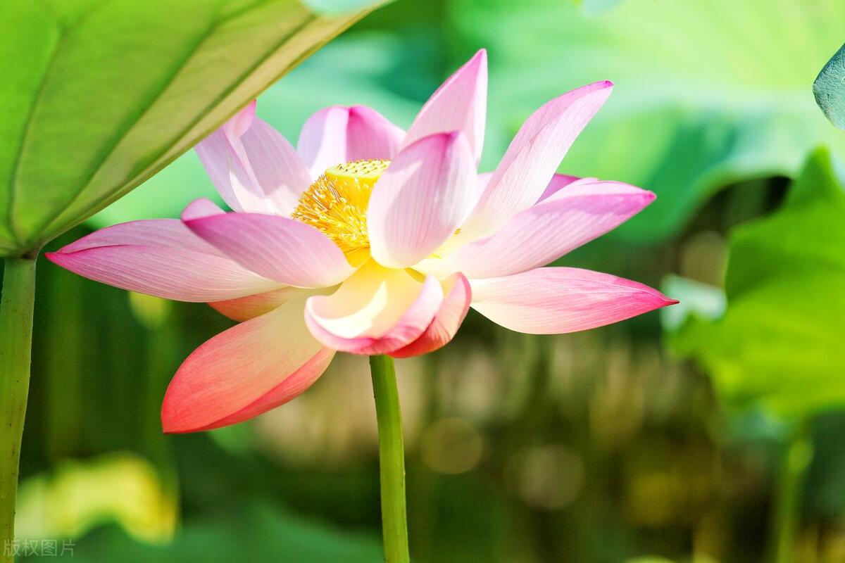 反诈电话提醒是真是假,电话智能反诈功能