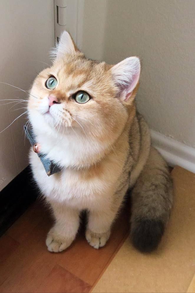 常见的18种宠物猫,常见的18种宠物猫性格