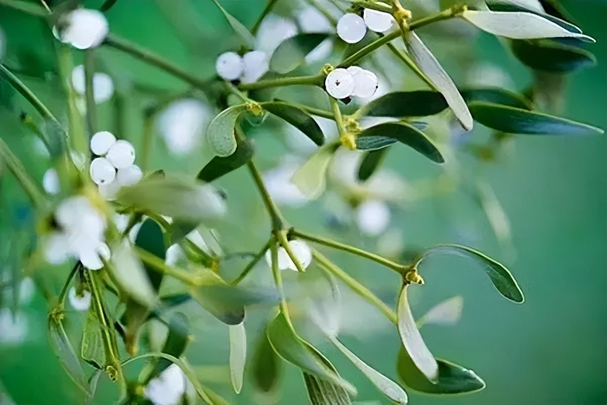 行走在世界杯上的文明2——高卢雄鸡法国