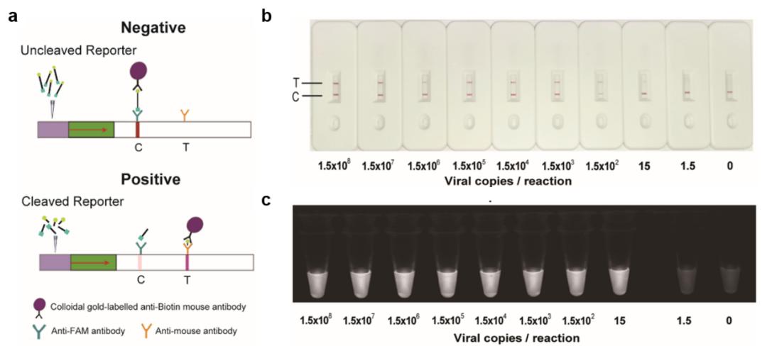 具有自主知识产权的新型基因编辑病毒核酸快速诊断技术平台