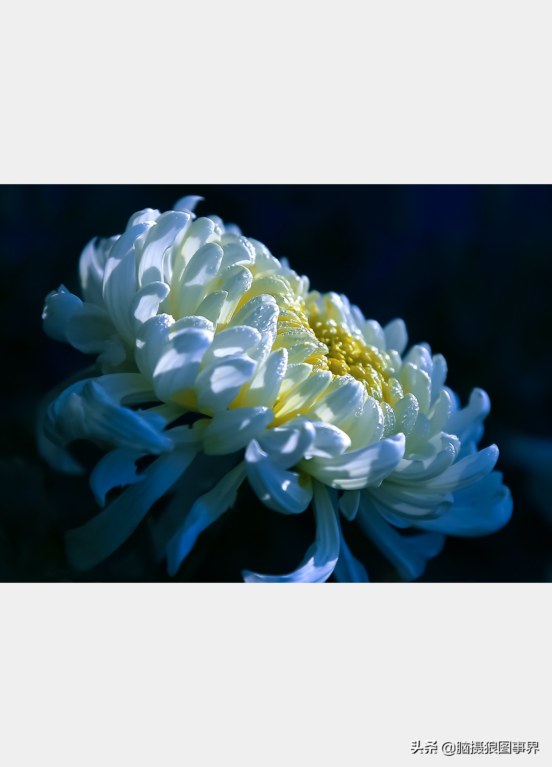 如何拍摄菊花更有意境,怎样拍菊花拍出高级感照片