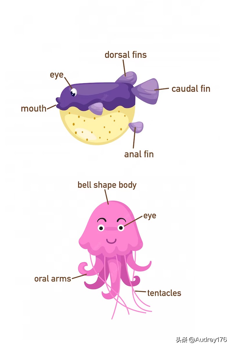 动物部位英语单词,动物身体器官英语单词大全