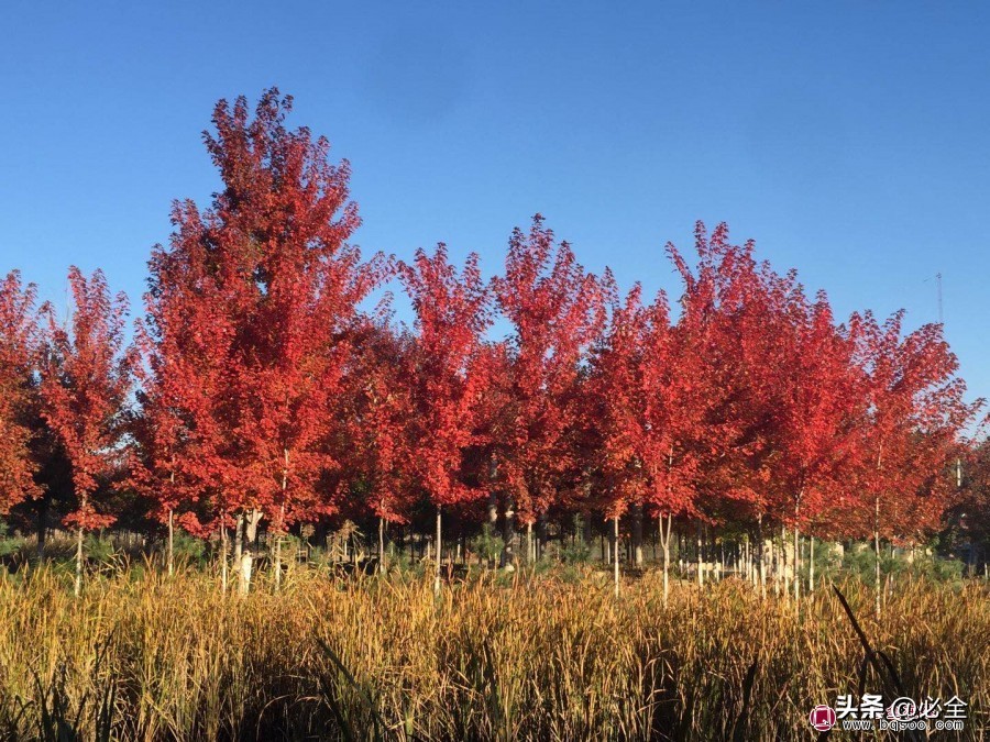 苗木市场整体的发展趋势,苗木市场发展动向