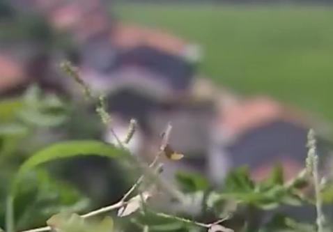 岳阳惊现“男儿国”，30多年只生男不生女，村民做梦都想生女儿