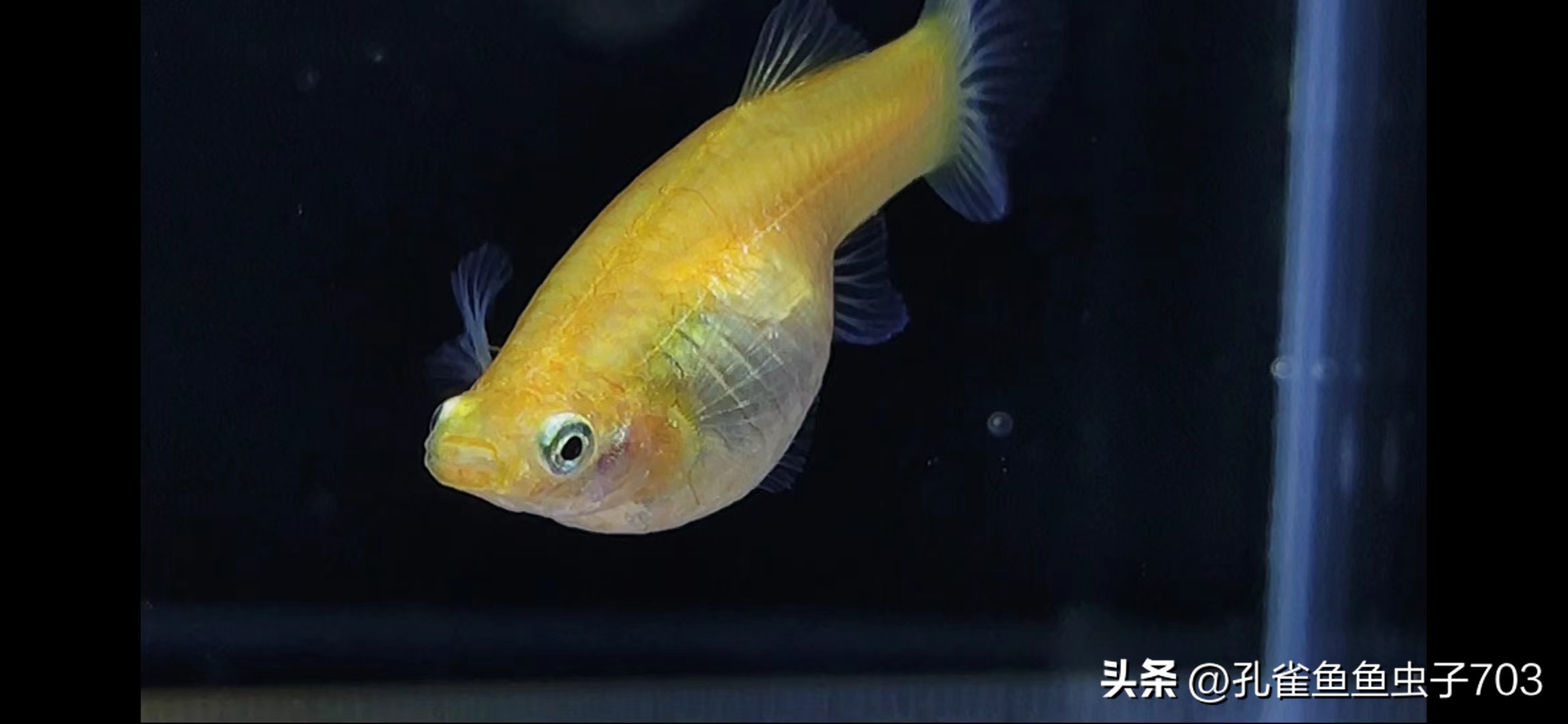 春季鱼为什么死亡如何救活,自己养的鱼无征兆死亡怎么回事