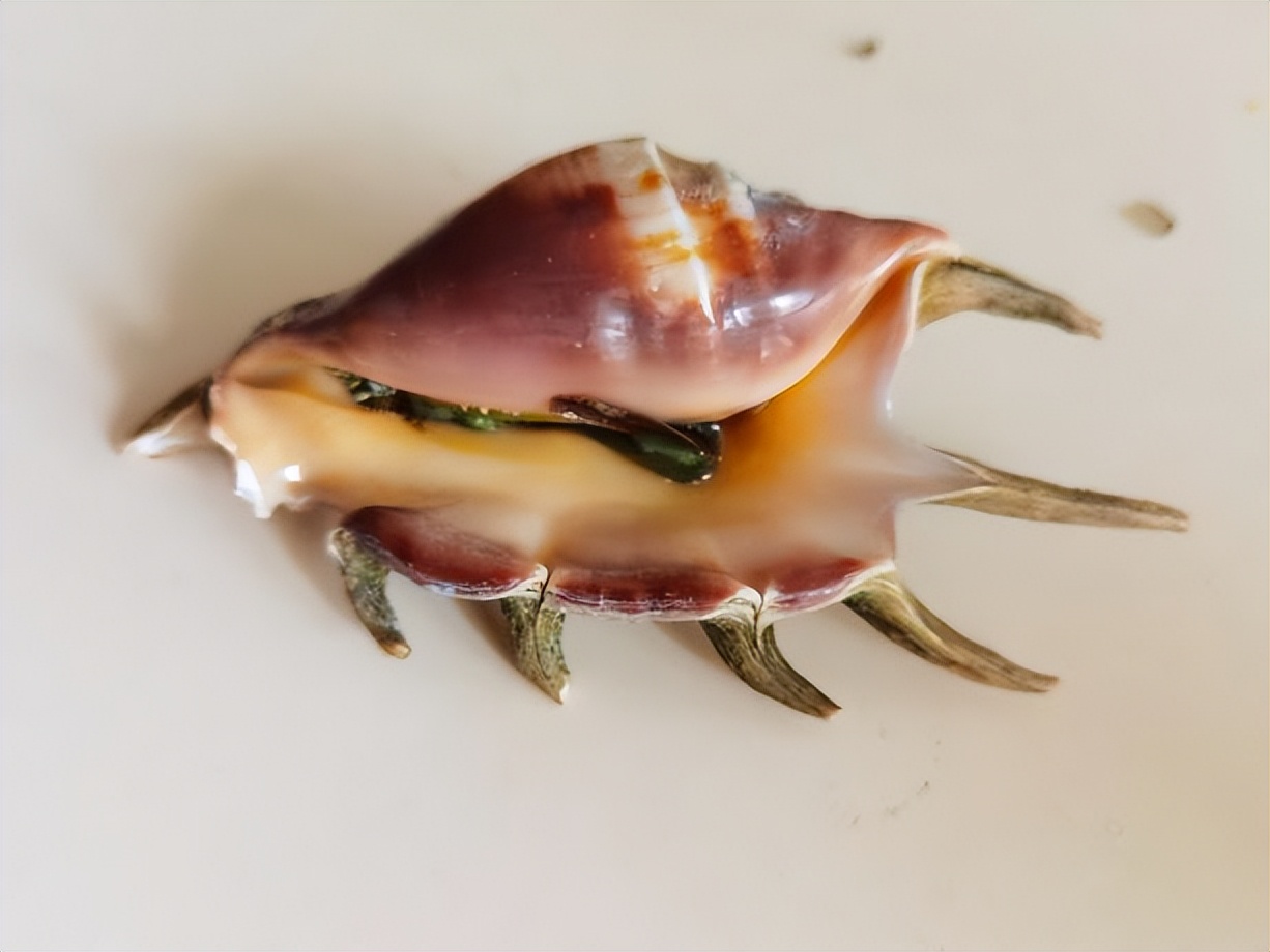 海南海鲜贝类有哪些,海南海鲜贝类