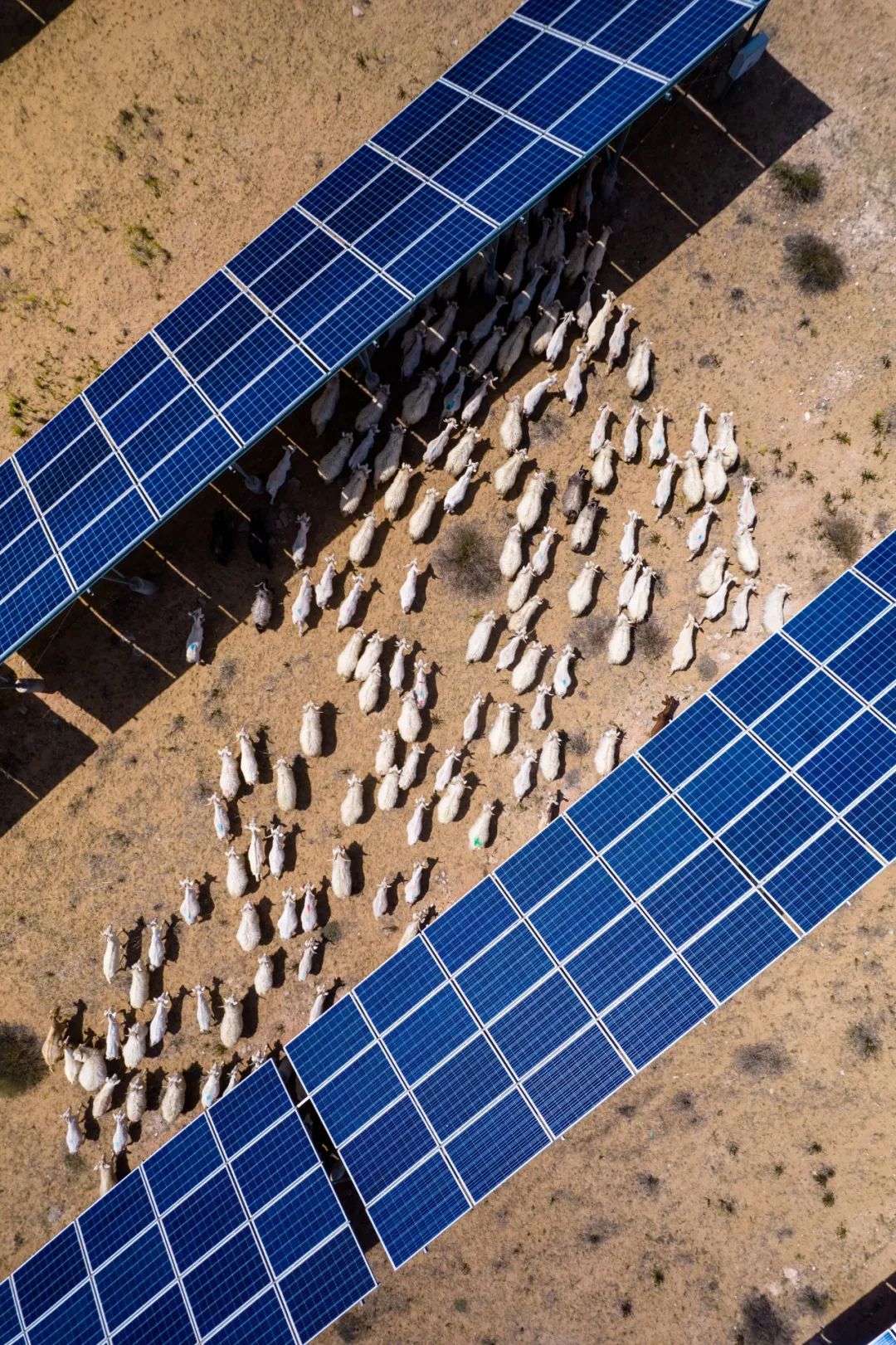 盐池滩羊清炖羊肉做法,苏尼特羊肉和盐池滩羊