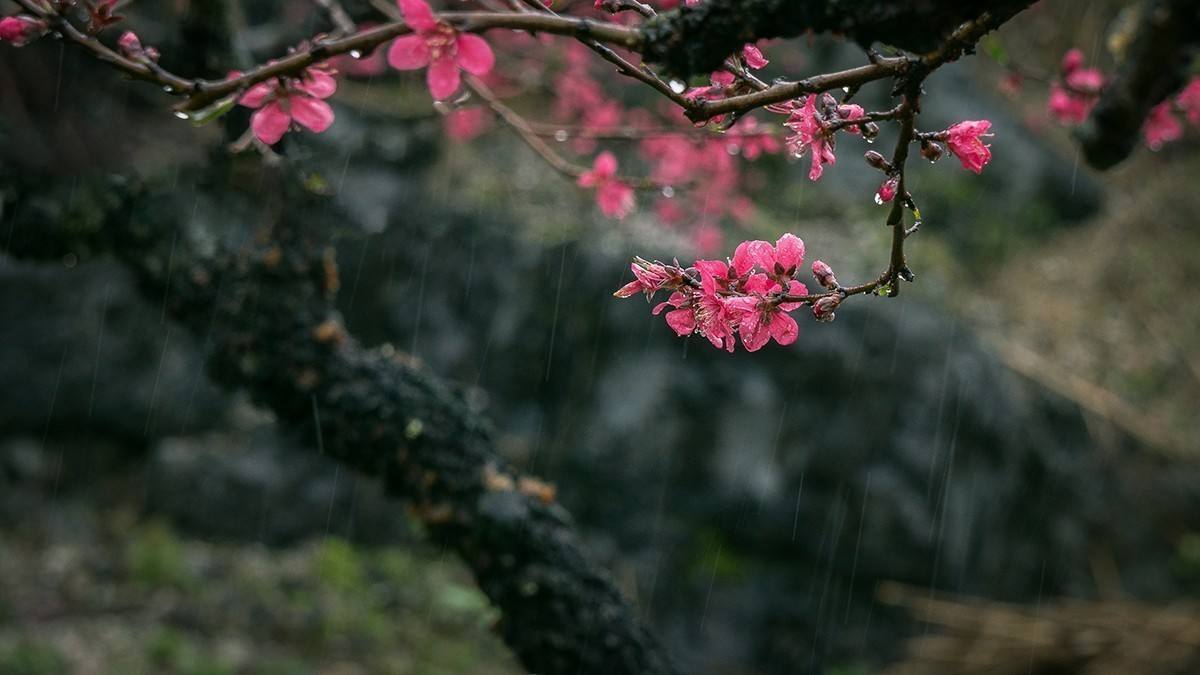 8首浪漫桃花诗词,三十六首经典桃花诗词