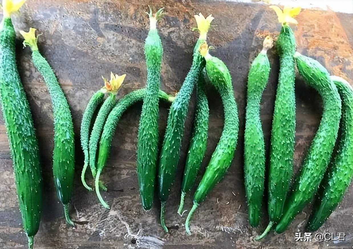 黄瓜“弯瓜”怎么办？老菜农一根牙签就搞定，5步预防法轻松解决