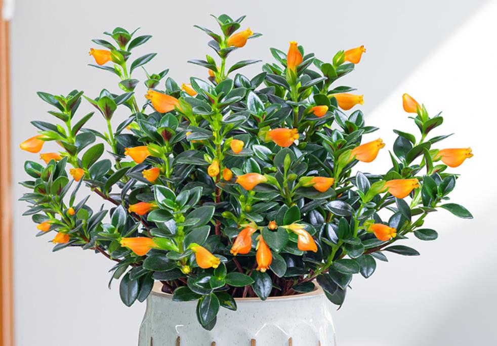 金鱼吊兰开花期间怎么养护和管理,金鱼吊兰开花都有哪些养护秘籍