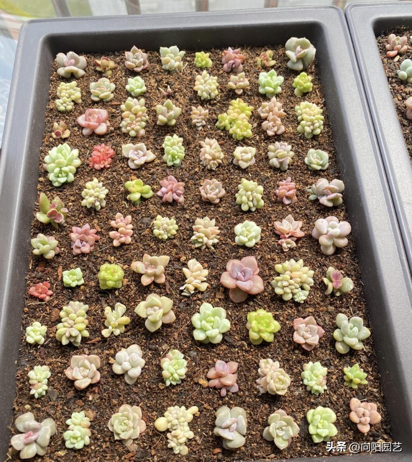 多肉这样叶插更简单成活率更高,劳尔多肉叶插晾晒几天