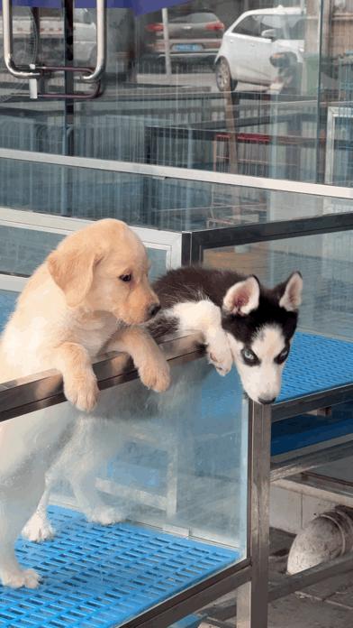 三联鸡鸭市场在哪里,三联市场家禽