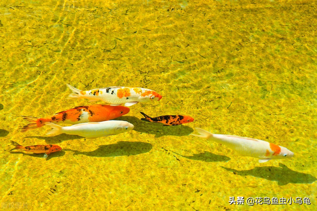 新手锦鲤怎么养活的,锦鲤怎么养才能养活自己