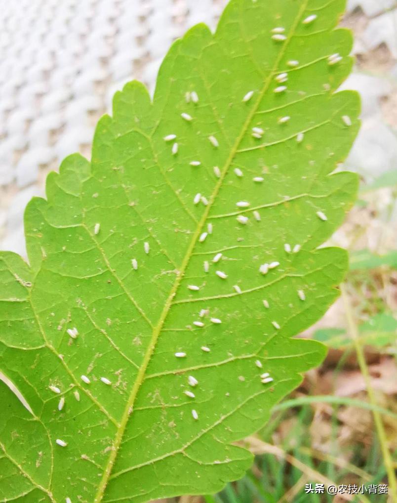 粉虱虫打什么农药,粉虱要用什么农药才能消灭