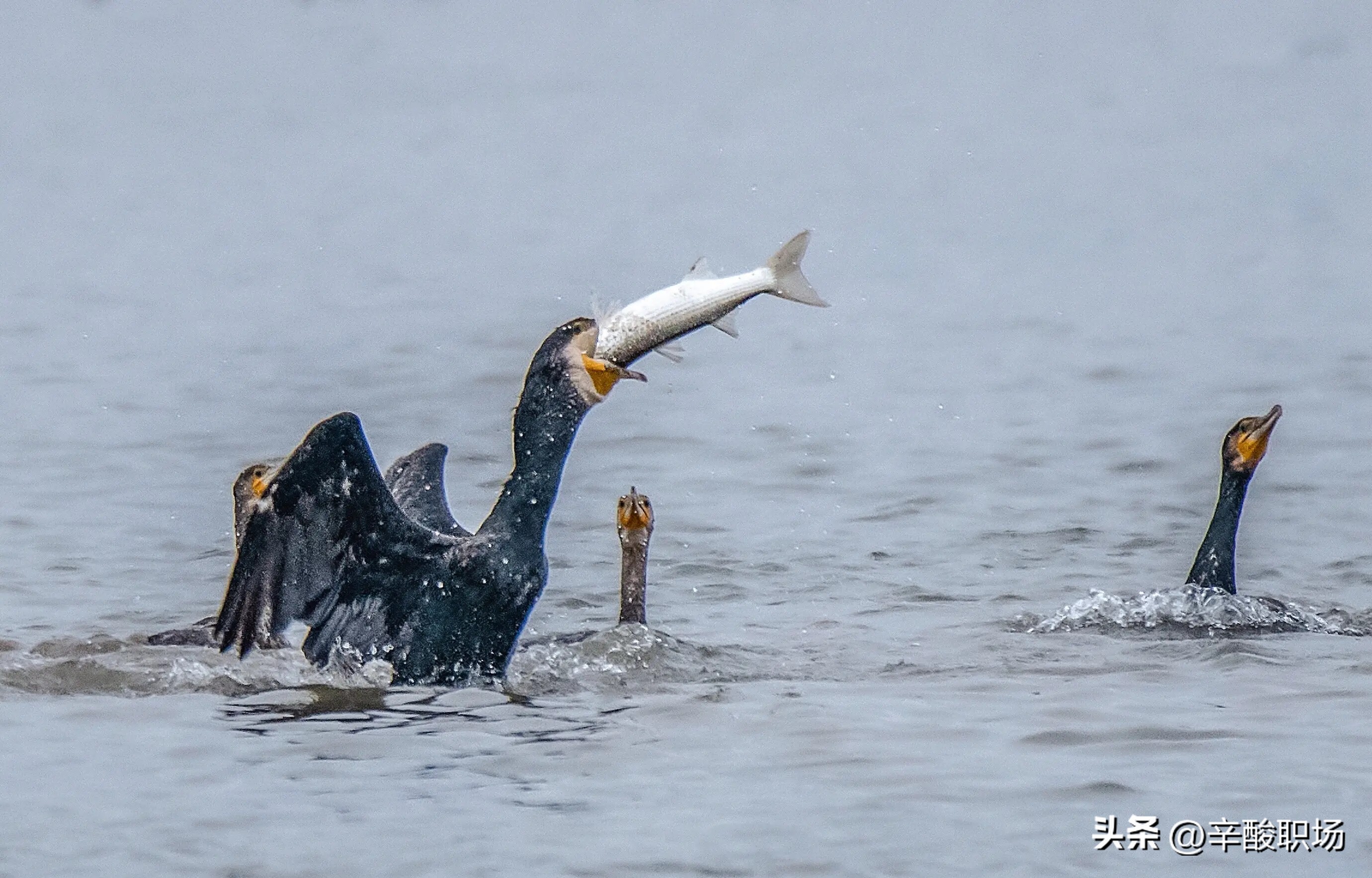 如果你掉进了陷阱里会发生什么,如果你掉进一个坑里头你会怎么办
