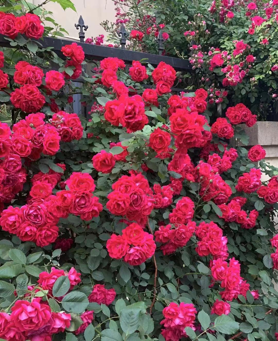 5多头藤本月季,50种漂亮月季