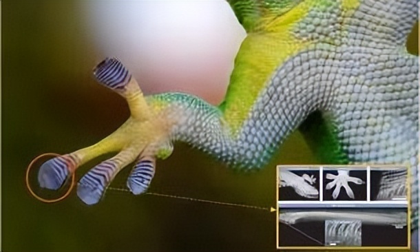 农村家里经常出现蝎子蜈蚣好不好,农村院子里的蝎子的克星