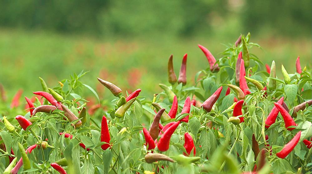辣椒致富快车道图片,朝天椒映红致富路
