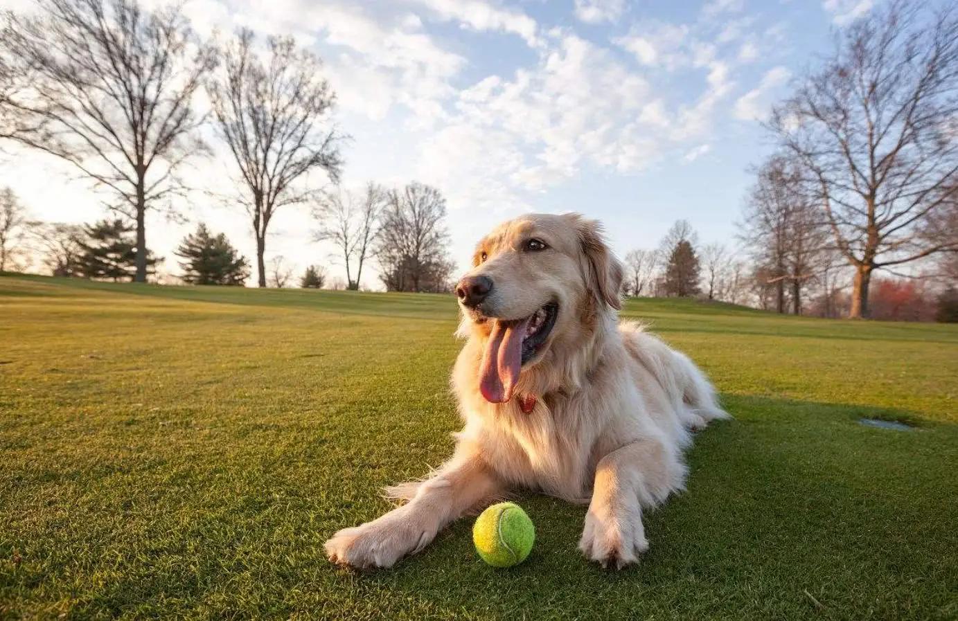 铲屎官十大罪状完整版,狗狗最常见的十种疾病图