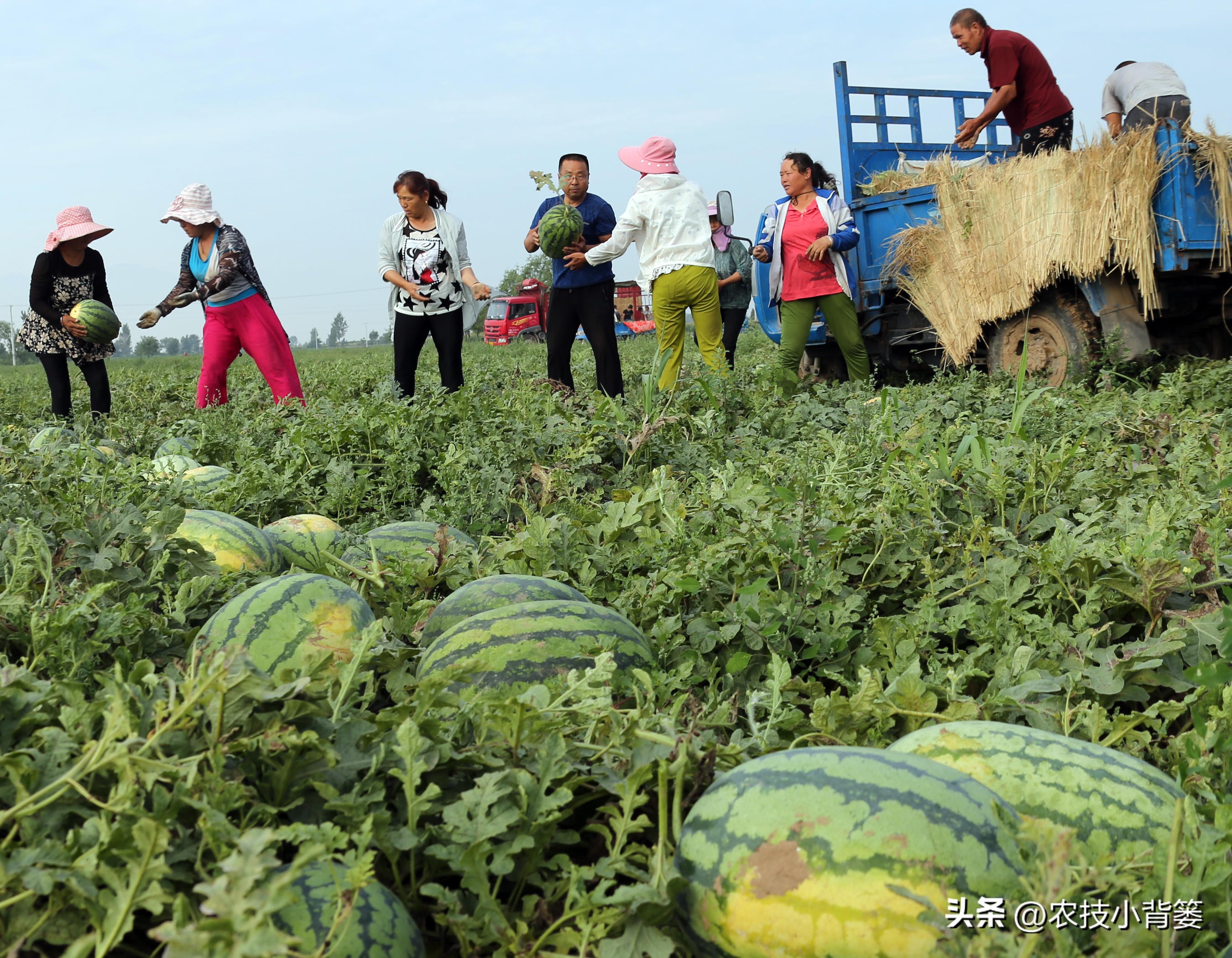 西瓜怎么种植才能高产一点,西瓜有哪些种植管理技巧