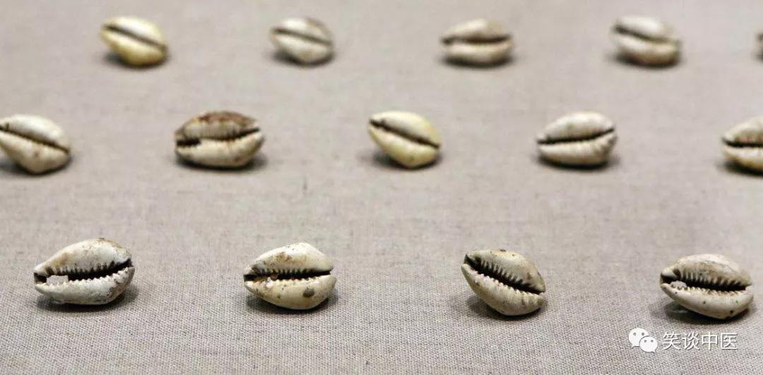 高血压要药：中药紫贝齿，曾比黄金值钱！缅怀杨大绮先生