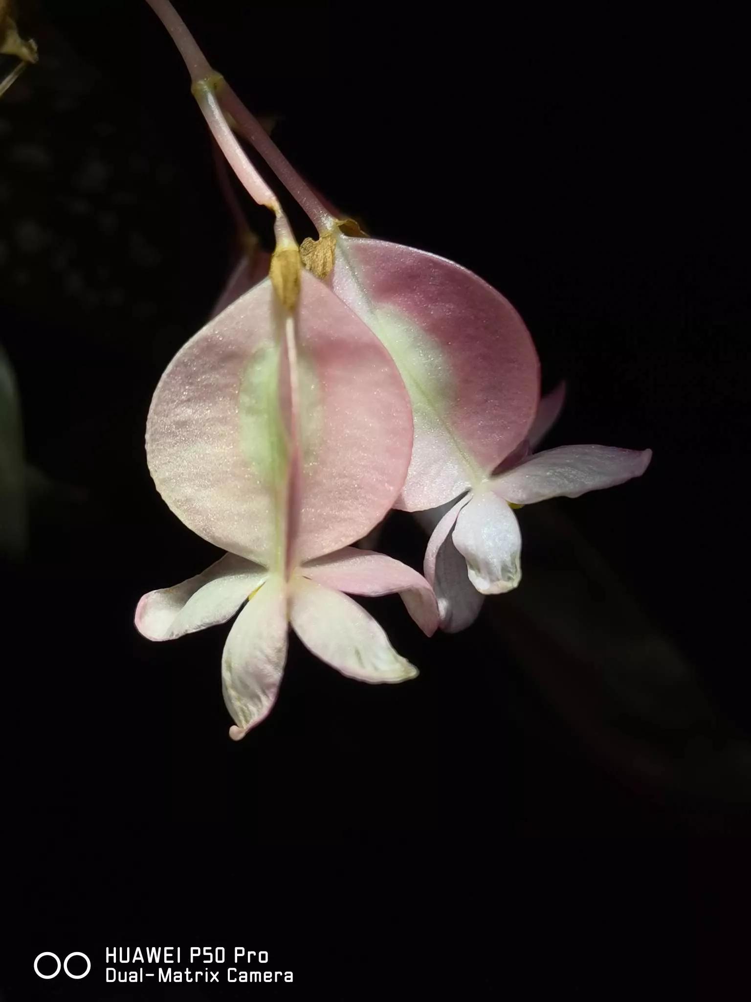 花草种类名称介绍,各种各样的花草名称大全