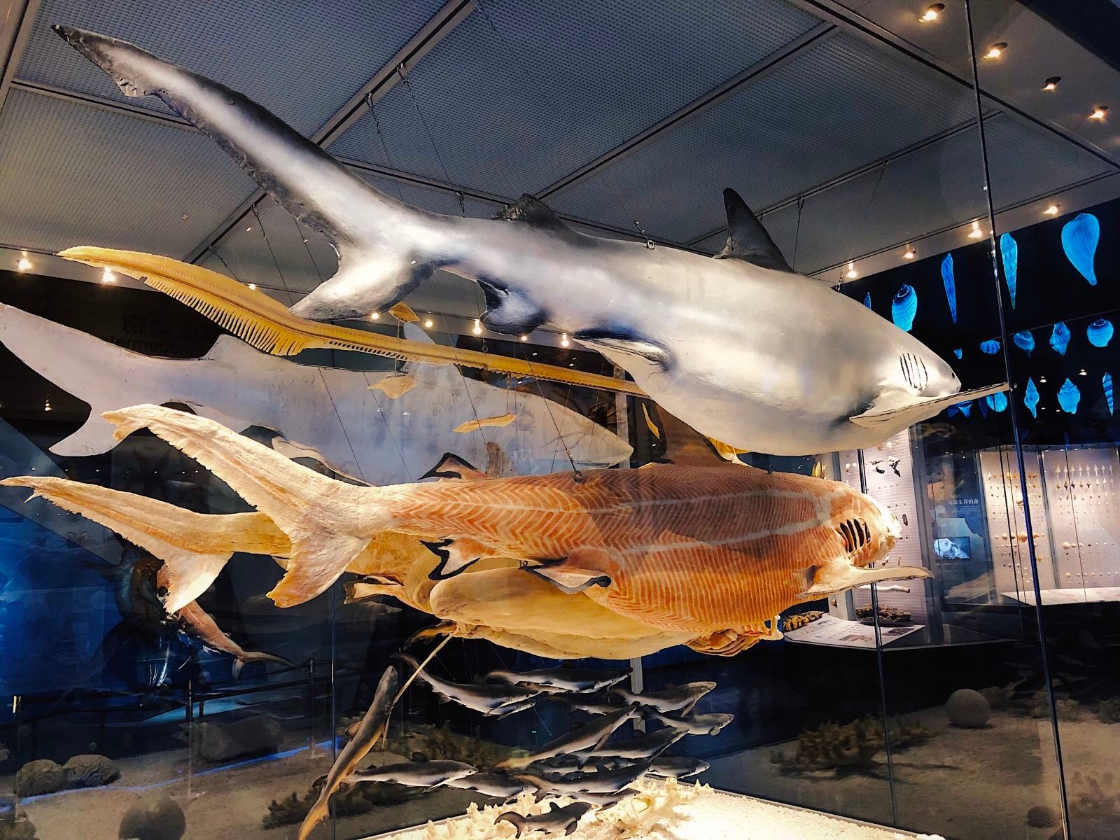 天津国家海洋博物馆参观感受,天津海洋博物馆到天津航母公园