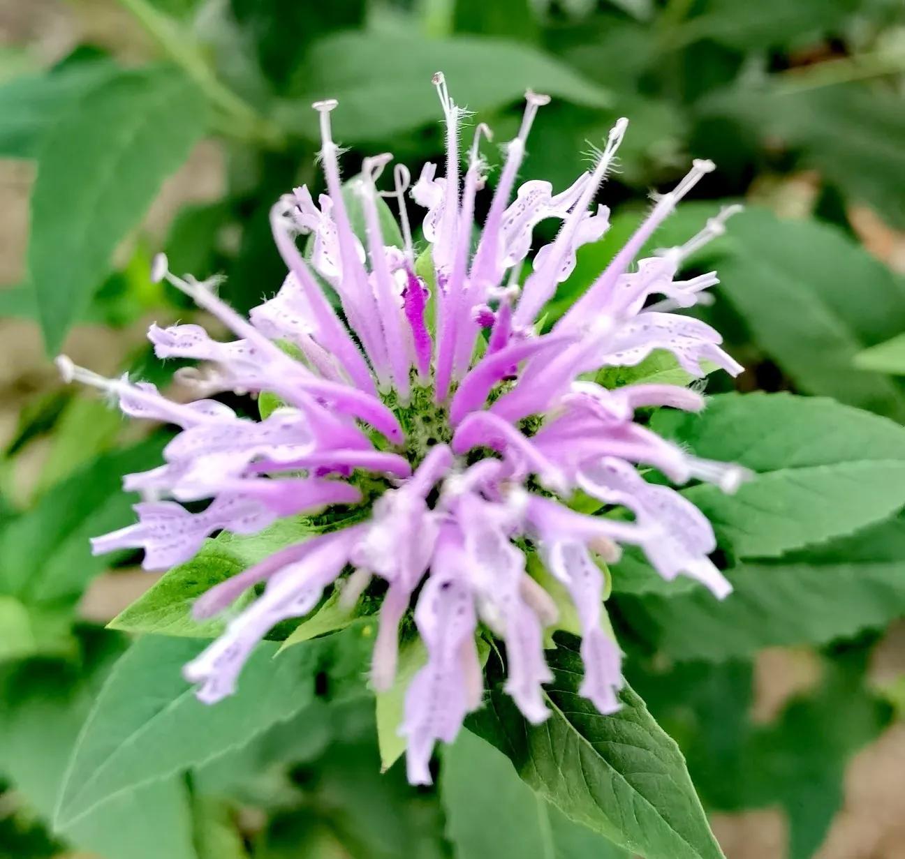 我的花草日记——顶着烈日开放的美国薄荷,坚守着一份清凉舒爽