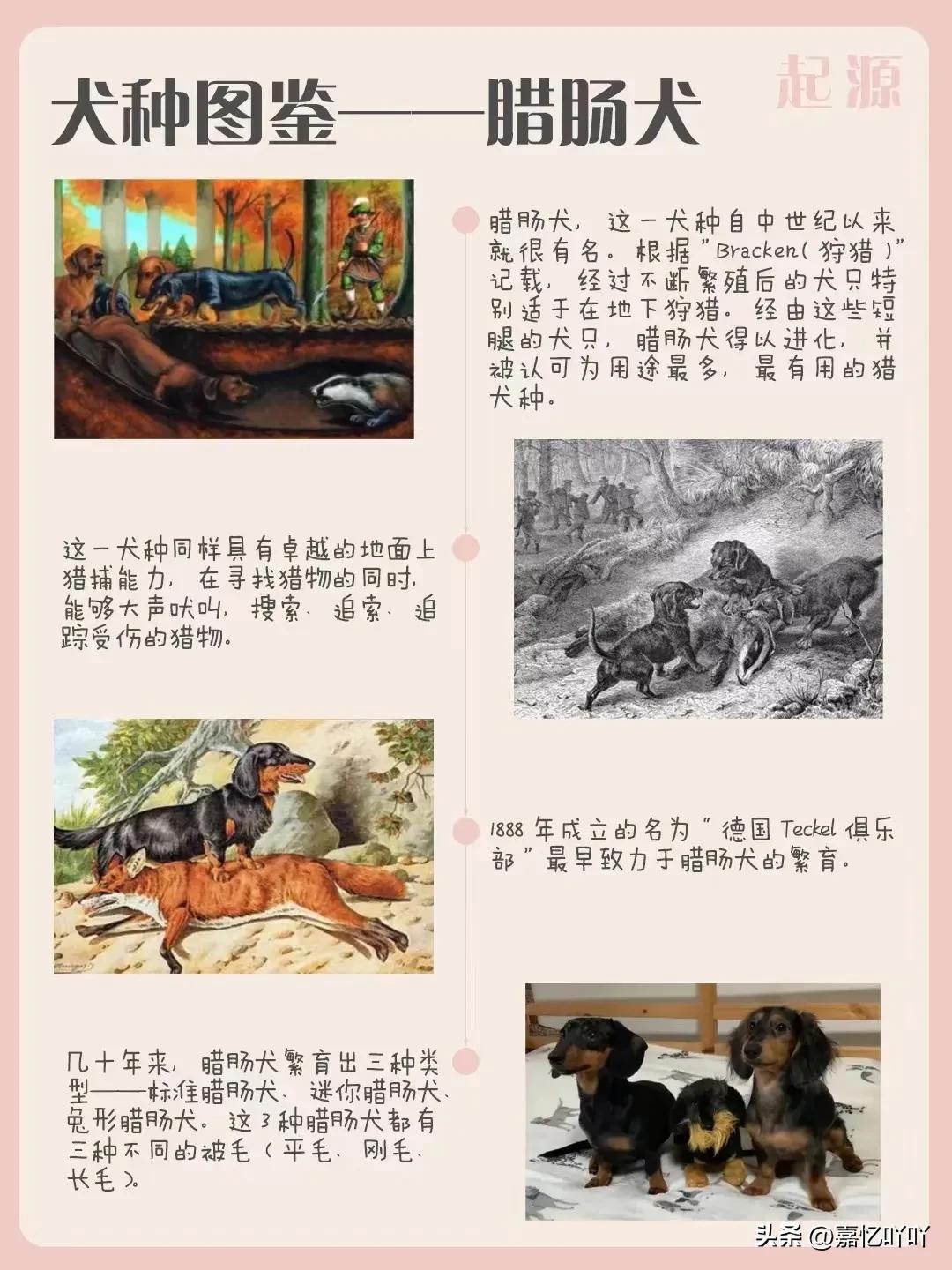 腊肠犬相似的狗有哪些,腊肠犬的图片