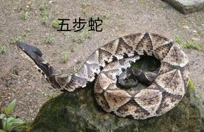 黑曼巴蛇的速度快吗,蛇的速度有多快