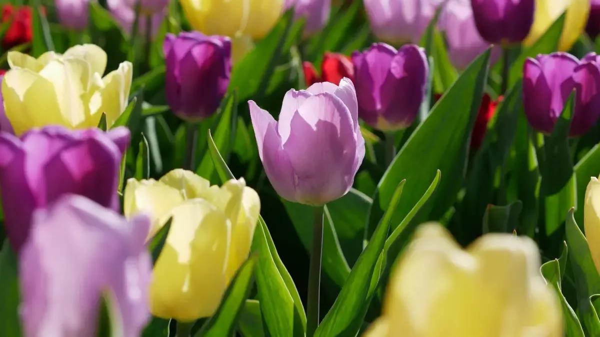 哪些花的花语代表禁忌,花也是不能乱送的