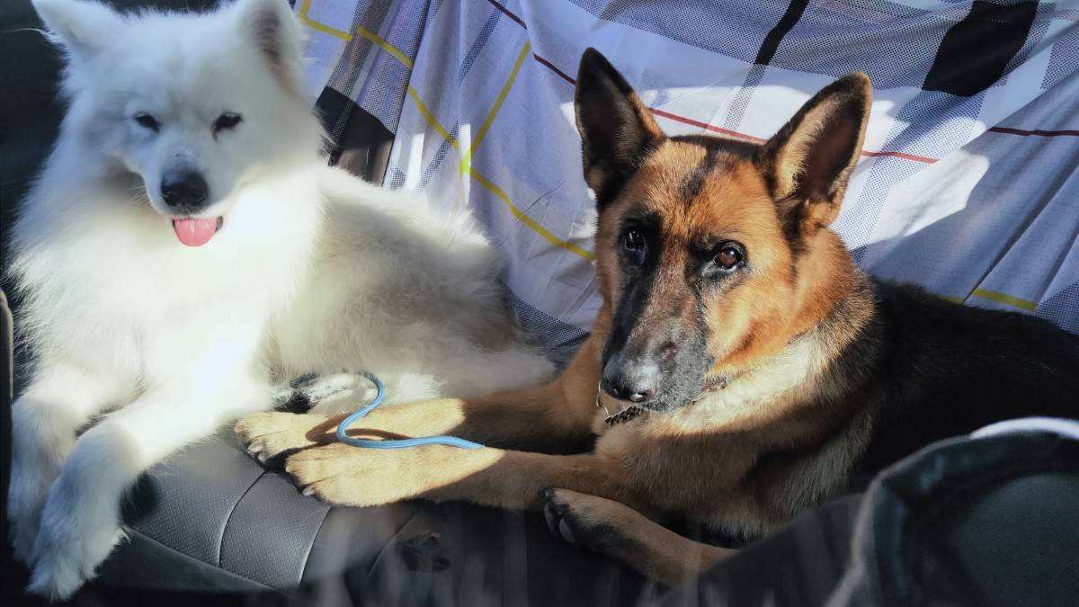 领养狗狗领什么狗最好 (领养和购买宠物狗的区别)