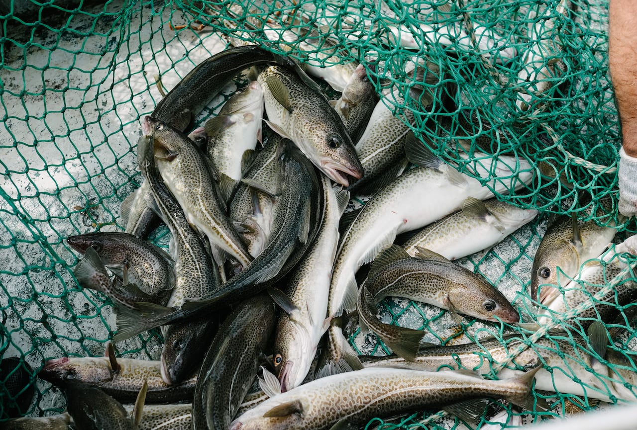 大西洋鳕鱼数量,大西洋鳕鱼现状