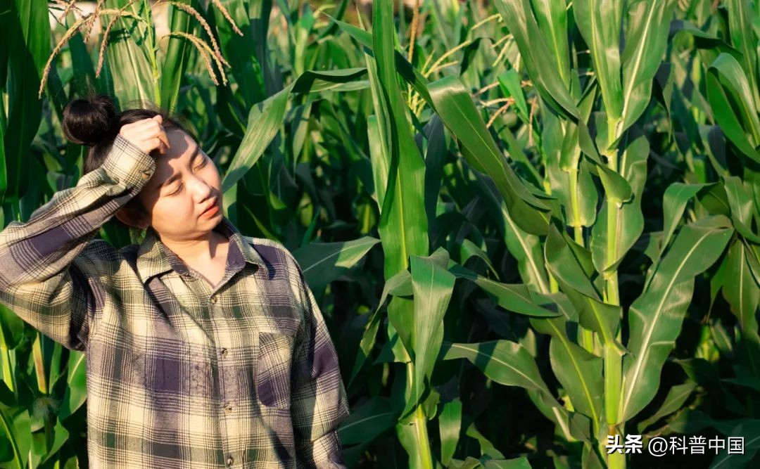 热到中暑怎么办这些错误千万别犯,热死了有什么方法解暑