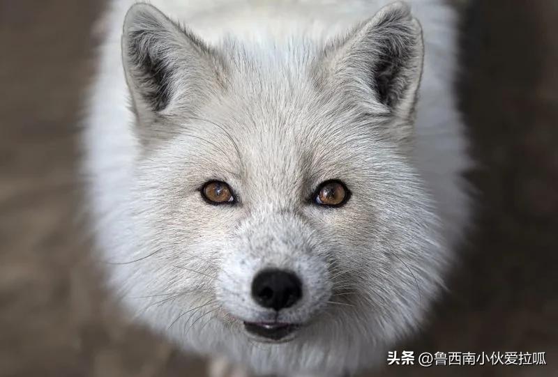 阴阳师安倍晴明高清大图,安倍晴明解说阴阳师