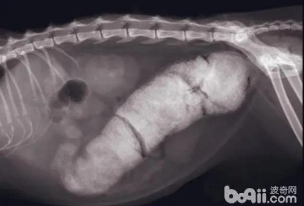 奶猫腹部稍硬就是要排便,奶猫体检