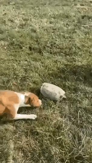 每日一笑游泳教学视频,每日一笑钓鱼片段