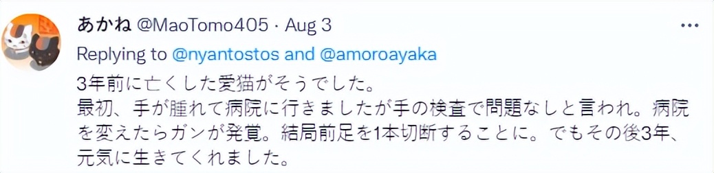 兽医讲解猫生病,聊聊猫咪常见疾病