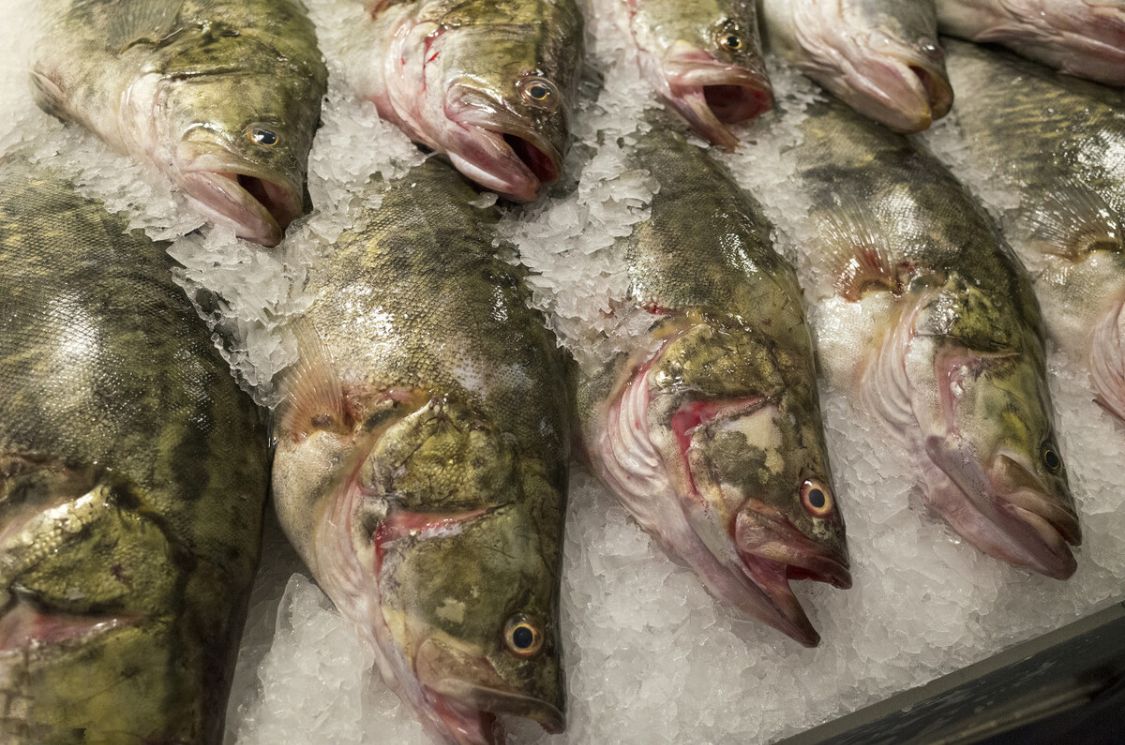 海鱼和淡水鱼的腥味,春季推荐食用的淡水鱼
