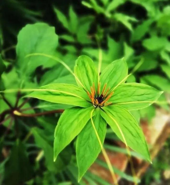 蛇最怕的植物和草,蛇最怕的几种动物分别是谁