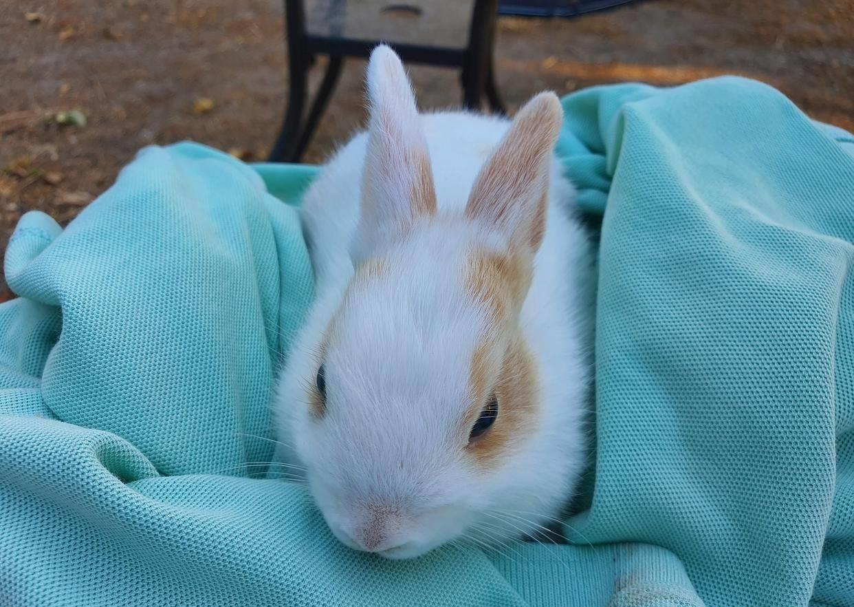 兔子有点打喷嚏买点什么药,兔子有点打喷嚏怎么回事