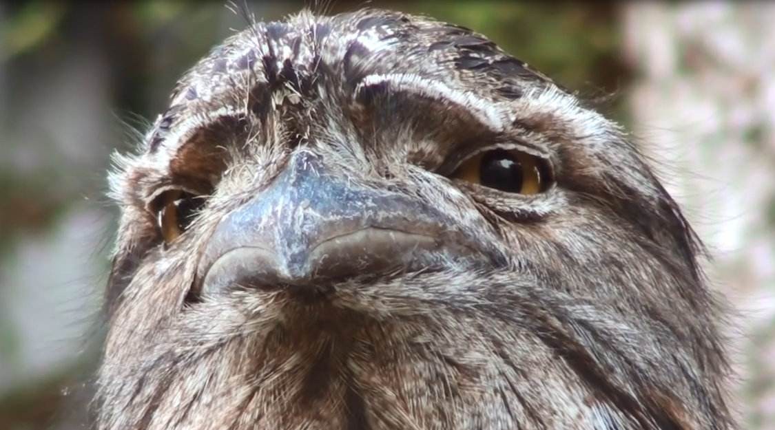 男子捡到怪鸟脖子,男子发现怪鸟在阳台脖子如纸片