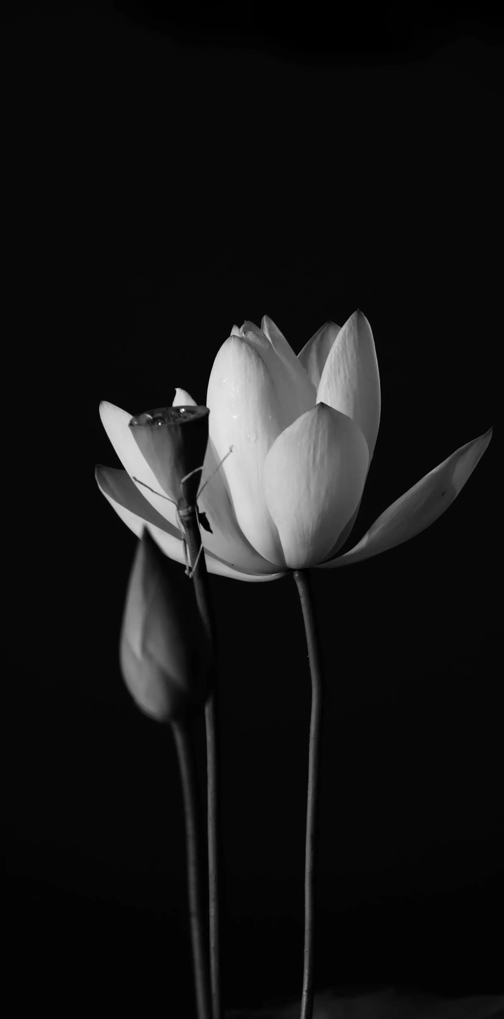 花朵黑白手绘图,黑白图片花朵