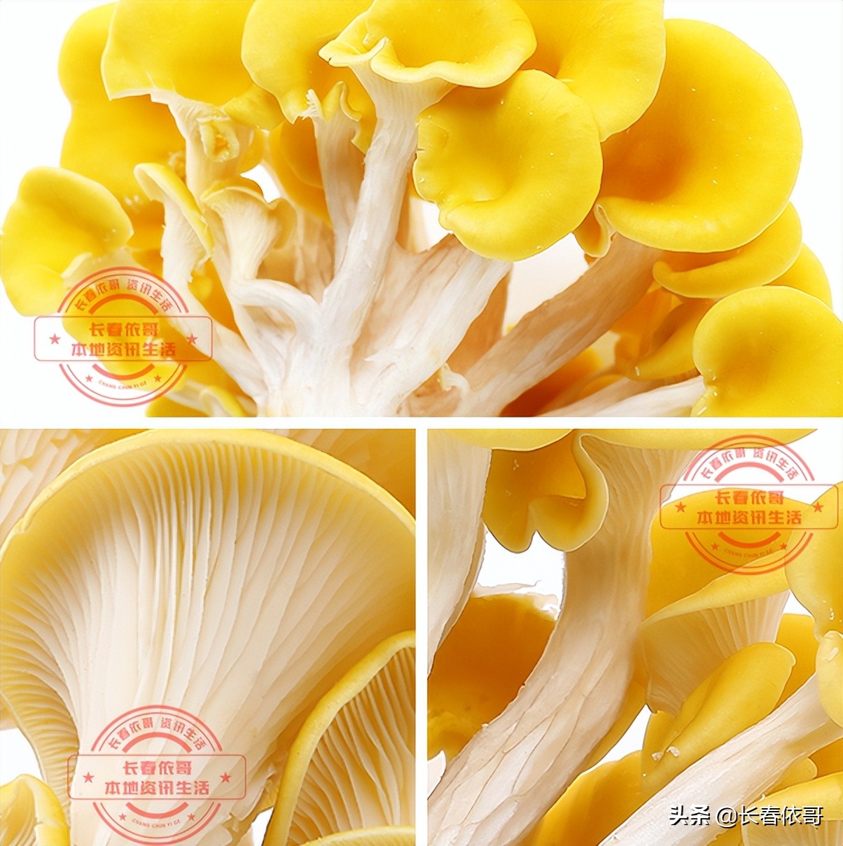 长白山脉的野山珍红蘑,纯天然大山里的野生菌类榛蘑