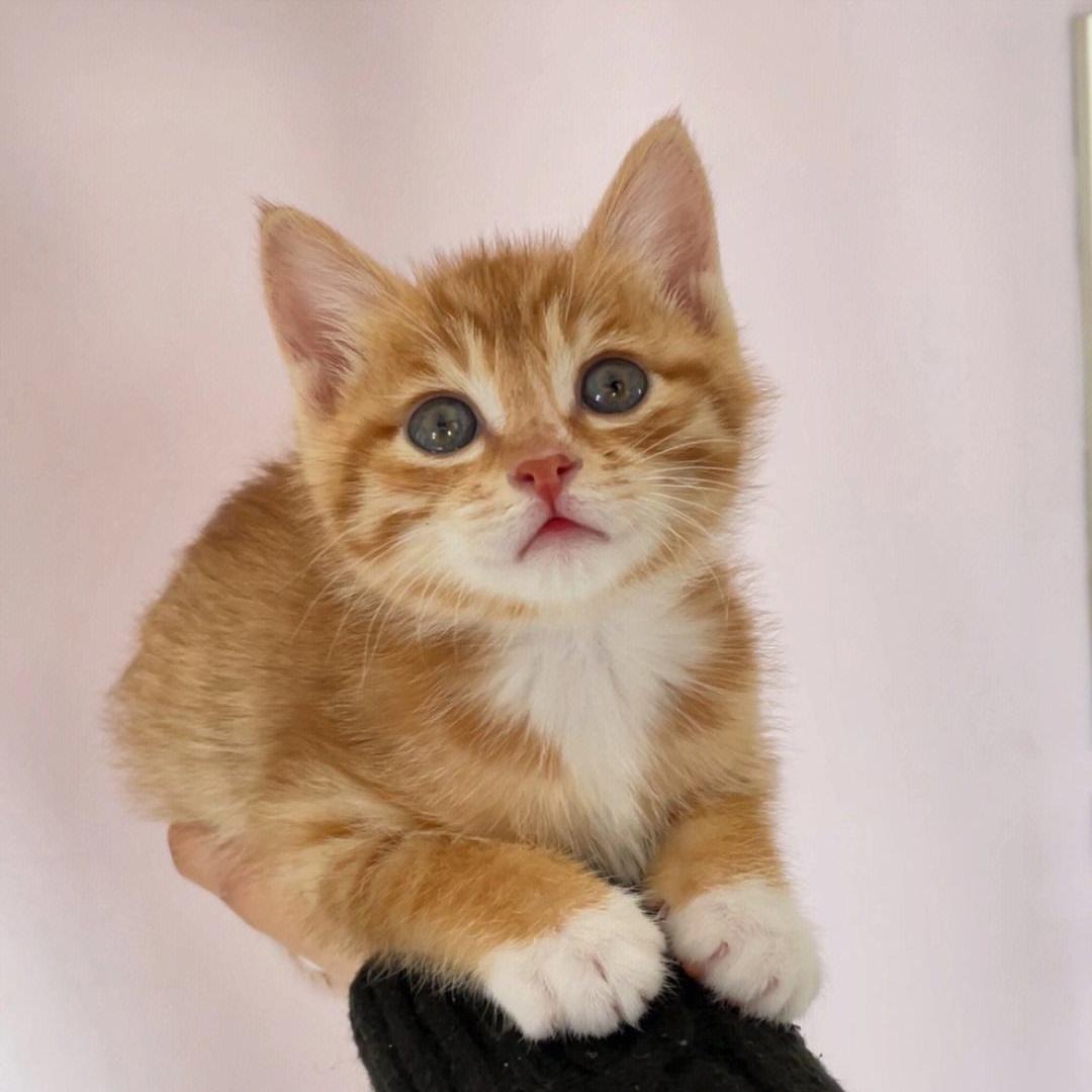 养了一只田园猫应该注意些什么,养田园猫的基础知识