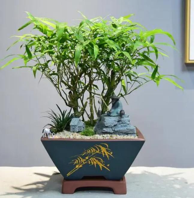 罗汉竹叶子黄了怎么补救,罗汉竹叶子干枯发黄怎么办