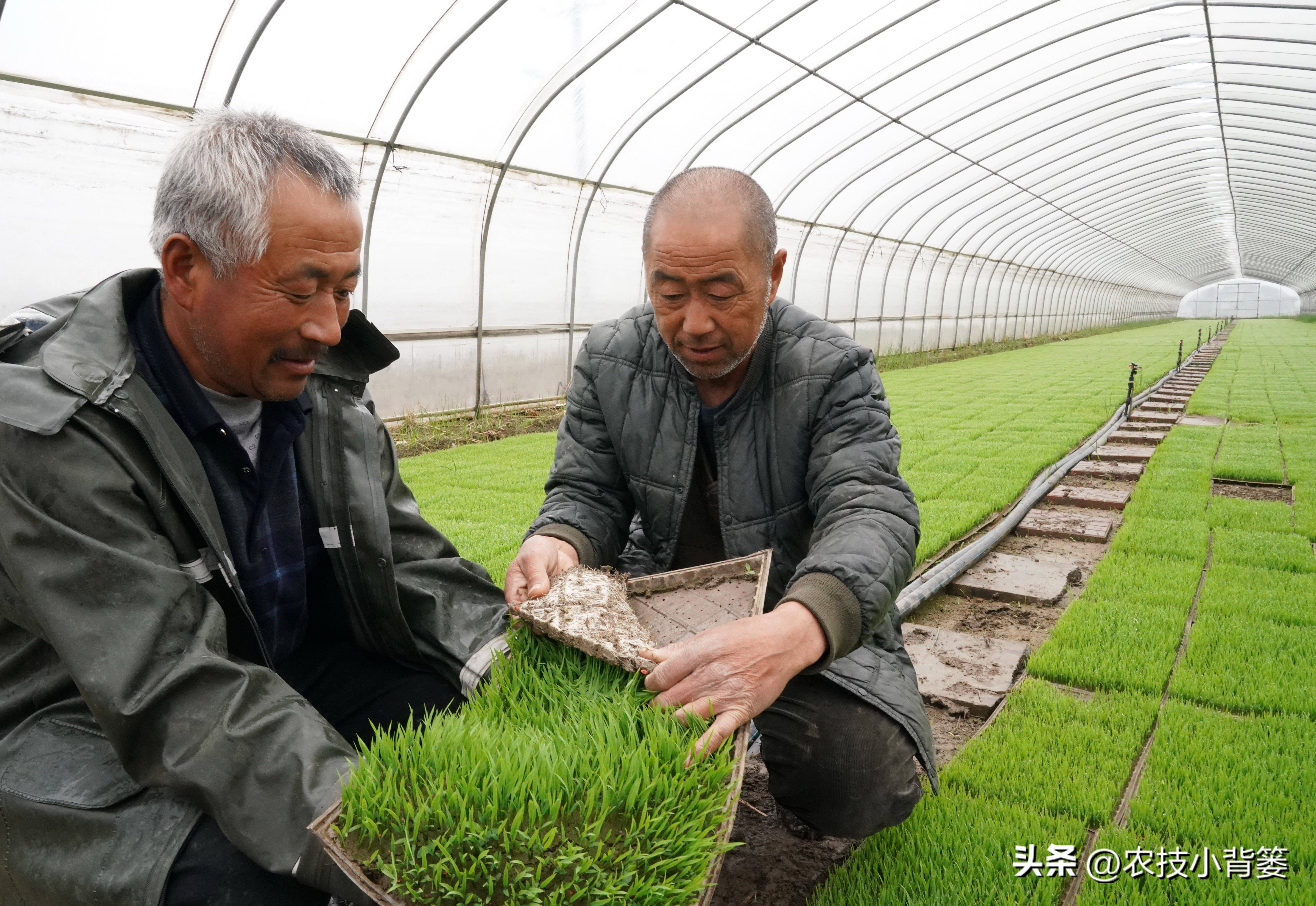 水稻稻苗发黄是什么病,水稻叶片发黄的原因及防治方法