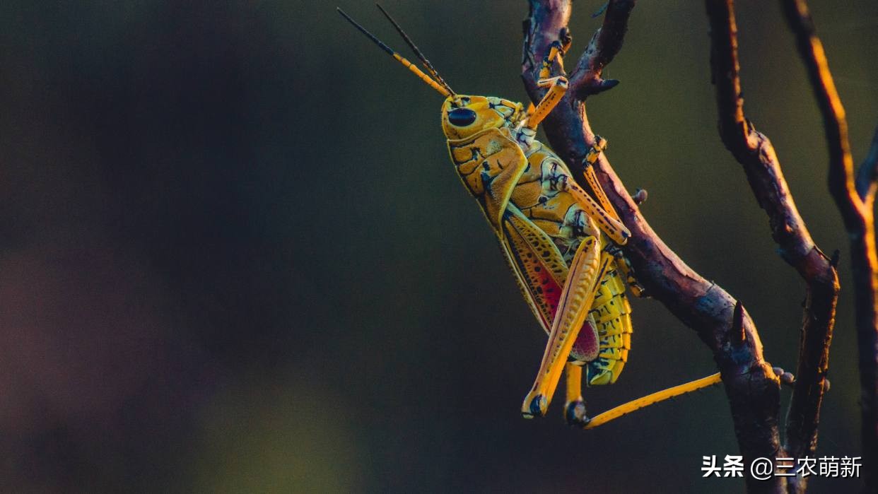 在古代谈之色变，危害极大，如今成城里人的美味佳肴，靠养殖供应