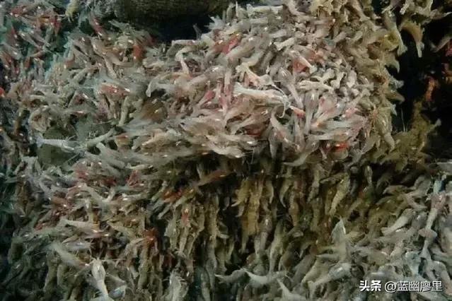 看到虾为什么怕虫子,蚯蚓可以避虾吗