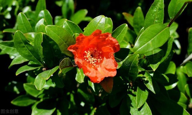 写红和绿的古诗词,古诗中的红绿配